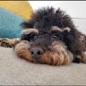 Meet your Posher, Dale